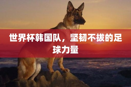 世界杯韩国队，坚韧不拔的足球力量