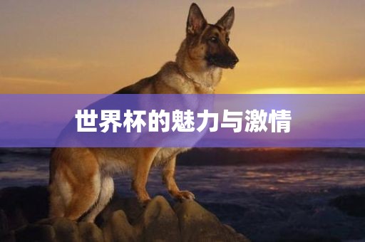 世界杯的魅力与激情