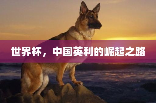 世洪湖市顺升工程机械租赁有限公司界杯，中国英利的崛起之路