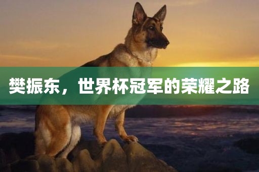 樊振东，世界杯冠军的荣耀之路