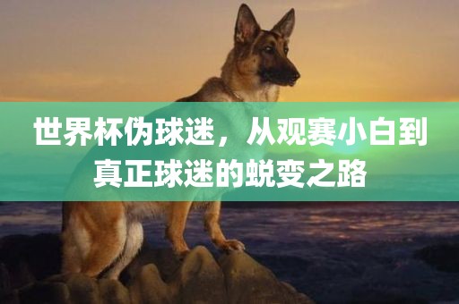 世界杯伪球迷，从观赛小白到真正球迷的蜕变之路