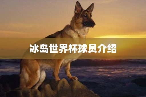 冰岛世界杯球员介绍